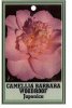 CAMELLIA Barbara Woodroof Japonica