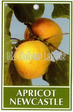 APRICOT Newcastle - Click Image to Close