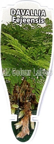 DAVALLIA fejeensis [Hare's Foot Fern] - Click Image to Close