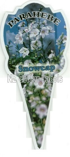 PARAHEBE Snowcap - Click Image to Close