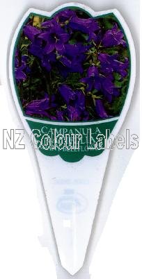 CAMPANULA latifolia [Giant Bellflower] - Click Image to Close