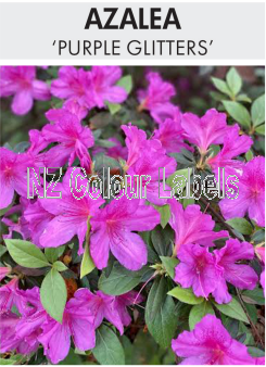 AZALEA PURPLE GLITTERS - Click Image to Close