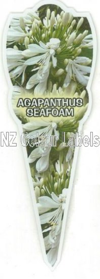 AGAPANTHUS Seafoam - Click Image to Close