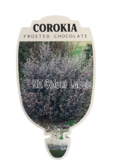 COROKIA Frosted Chocolate - Click Image to Close