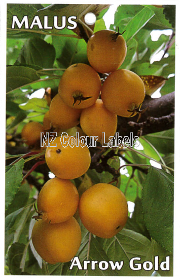 MALUS Arrow Gold - Click Image to Close