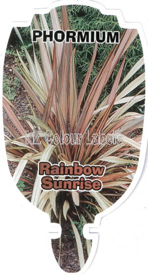 PHORMIUM Rainbow Sunrise - Click Image to Close