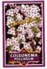 COLEONEMA pulchrum Pink