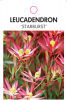 LEUCADENDRON STARBURST