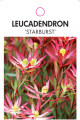 LEUCADENDRON STARBURST