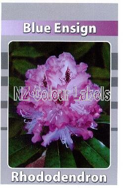 RHODODENDRON Blue Ensign - Click Image to Close