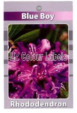 RHODODENDRON Blue Boy - Click Image to Close