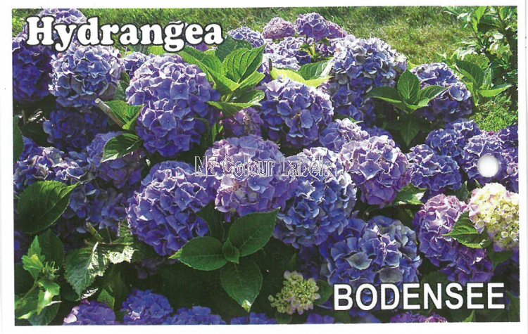 HYDRANGEA Bodensee - Click Image to Close