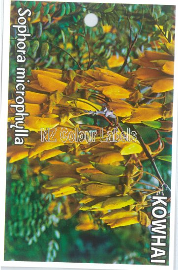 SOPHORA microphylla [Kowhai] - Click Image to Close