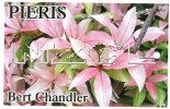 PIERIS Bert Chandler