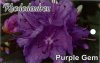 RHODODENDRON Purple Gem