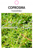 COPROSMA Hawera