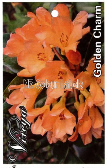 RHODODENDRON vireya Golden Charm - Click Image to Close