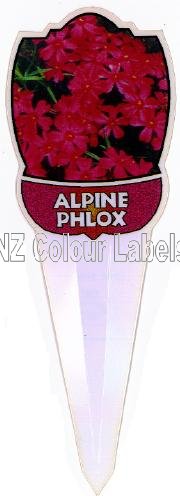 PHLOX Temiscaming - Click Image to Close