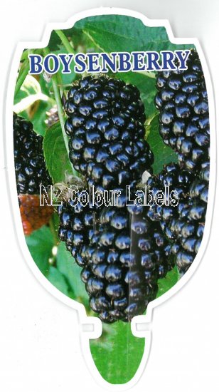 BOYSENBERRY - Click Image to Close