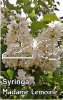 SYRINGA Madame Lemoine