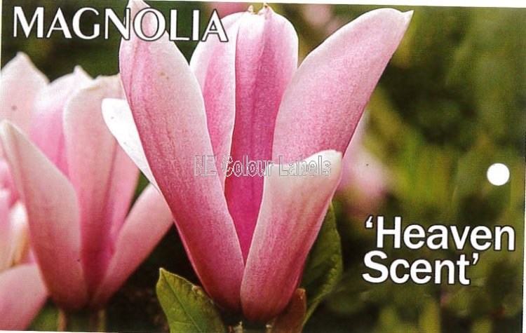 MAGNOLIA 'Heaven Scent' - Click Image to Close