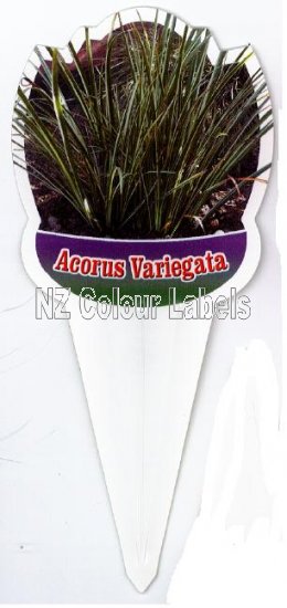 ACORUS gramineus Variegata - Click Image to Close