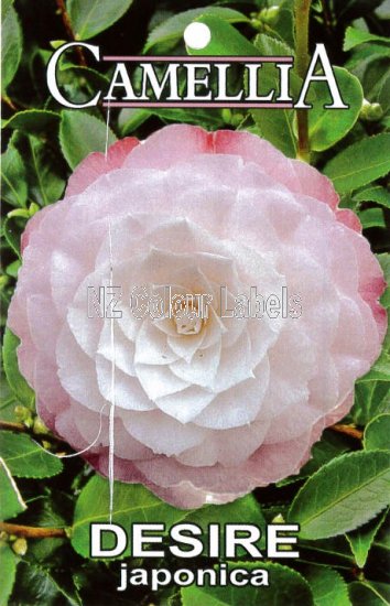 CAMELLIA Desire - Click Image to Close