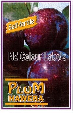 PLUM Hawera - Click Image to Close