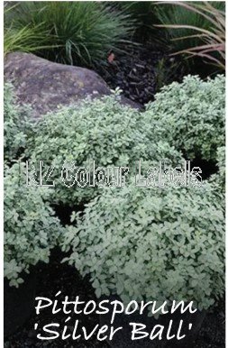 PITTOSPORUM Silver Ball - Click Image to Close