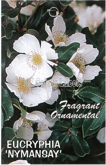 EUCRYPHIA X Nymansay - Click Image to Close