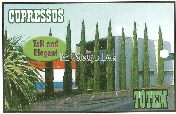 CUPRESSUS semp. Totem - Click Image to Close