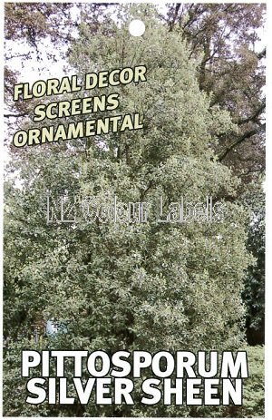 PITTOSPORUM Silver Sheen - Click Image to Close