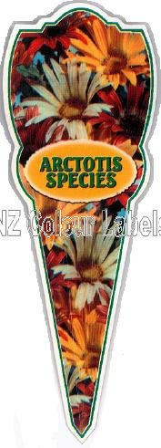 ARCTOTIS Species - Click Image to Close