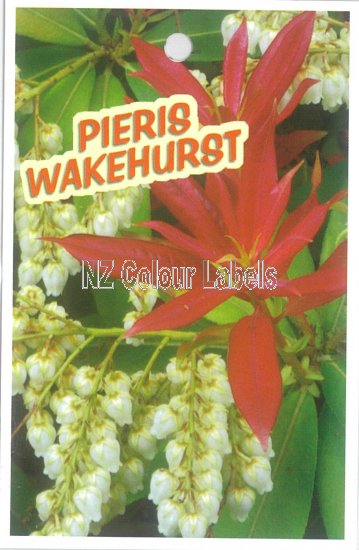 PIERIS Wakehurst - Click Image to Close