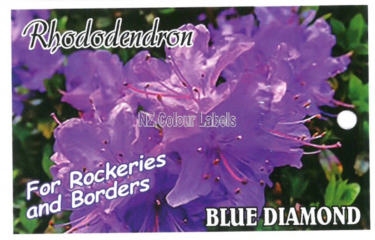 RHODODENDRON Blue Diamond - Click Image to Close