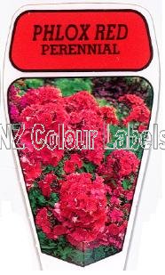 PHLOX Red Perennial - Click Image to Close