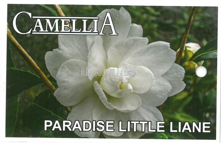 CAMELLIA Paradise Little Liane - Click Image to Close