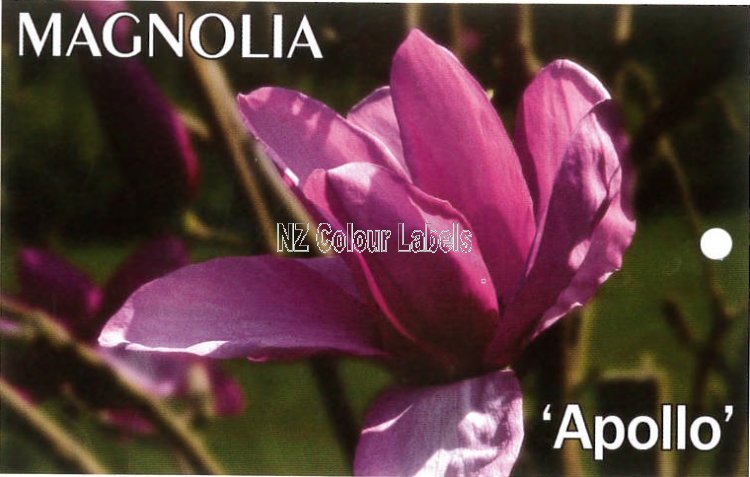 MAGNOLIA Apollo - Click Image to Close