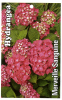 HYDRANGEA Merveille Sanguine