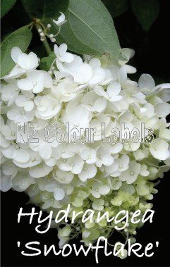 HYDRANGEA querc. SNOWFLAKE - Click Image to Close