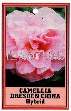 CAMELLIA Dresden China Hybrid - Click Image to Close