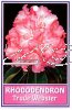 RHODODENDRON Trude Webster