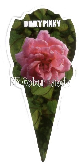 ROSE MINIATURE Dinky Pinky - Click Image to Close