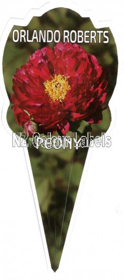 PAEONIA (Peony) Orlando Roberts - Click Image to Close