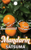 MANDARIN Satsuma