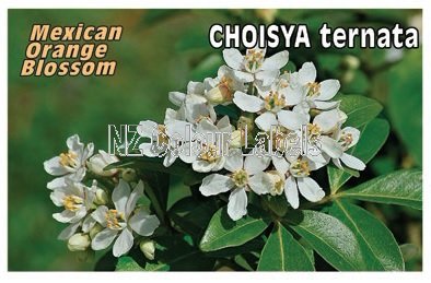 CHOYSIA ternata [Mexican Orange Blossom] - Click Image to Close