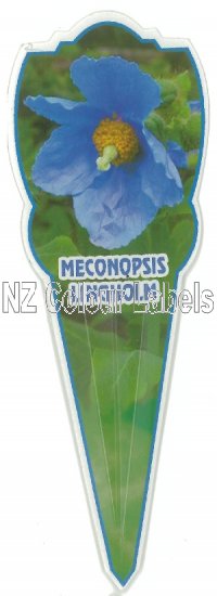 MECONOPSIS Lingholm - Click Image to Close