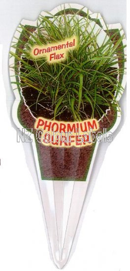 PHORMIUM Surfer - Click Image to Close