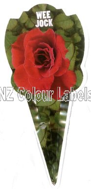 ROSE MINIATURE Wee Jock - Click Image to Close