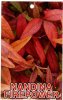 NANDINA Firepower